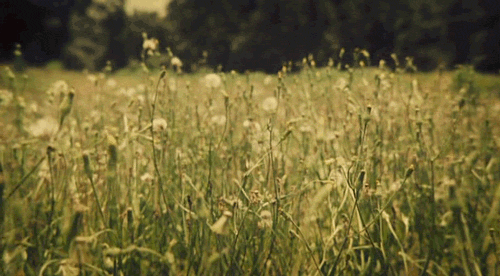 tumblr_m458rqMCzx1qdjsino1_500.gif