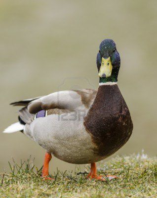 14175645-mallard-duck