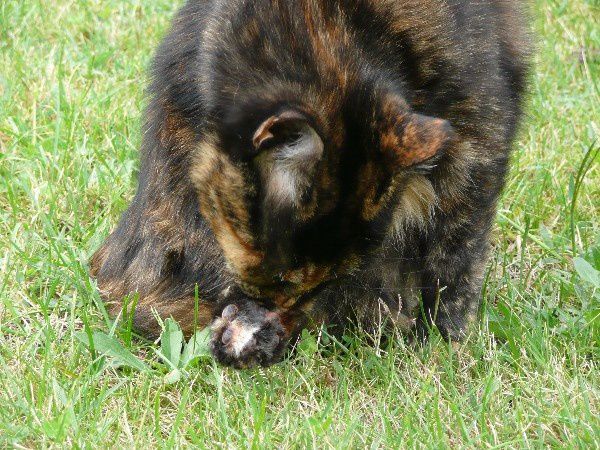 Toilette-de-chat-5.JPG