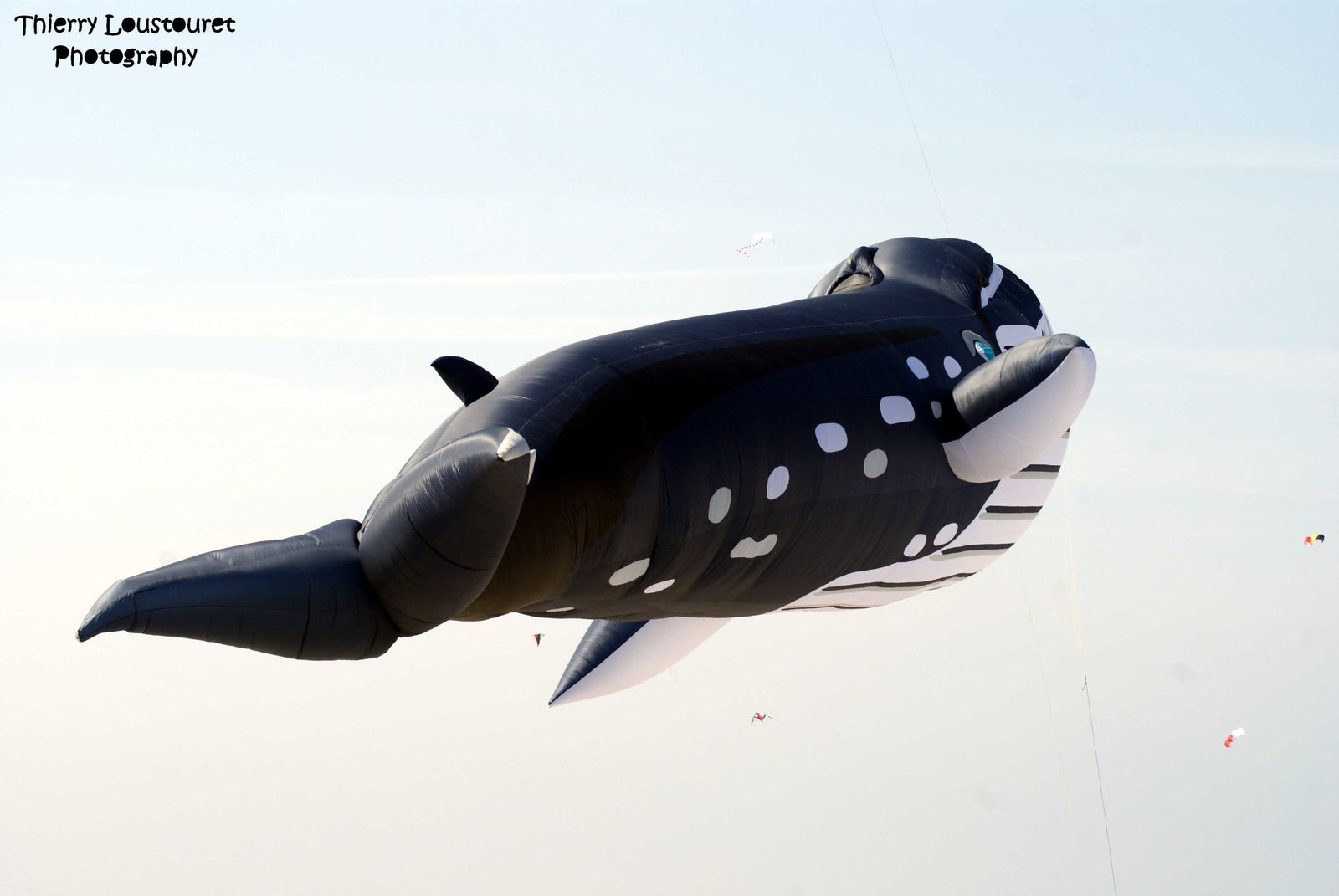 rencontre de cerf volant berck