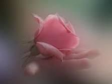 rosa 1