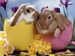 pasqua