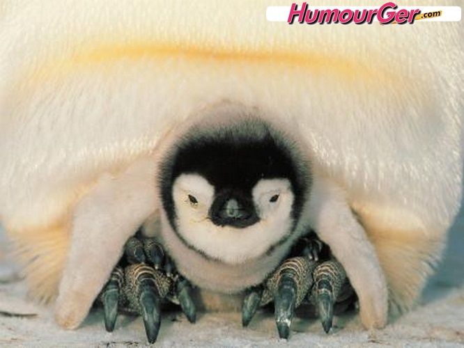 reproduction-des-pingouins-copie-3.jpg