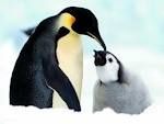 reproduction des pingouins