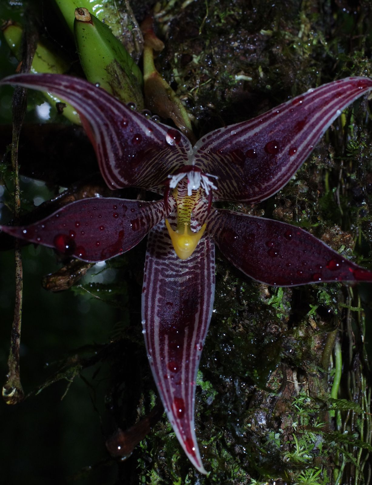 Paphinia neudeckeri