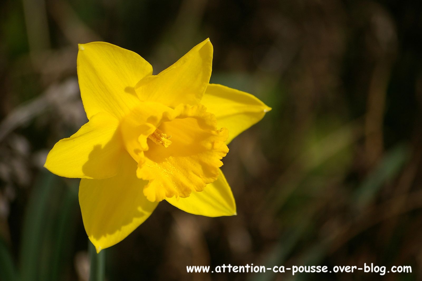 DOISNEAU JONQUILLES 60X80 Cadre image CM CREATION