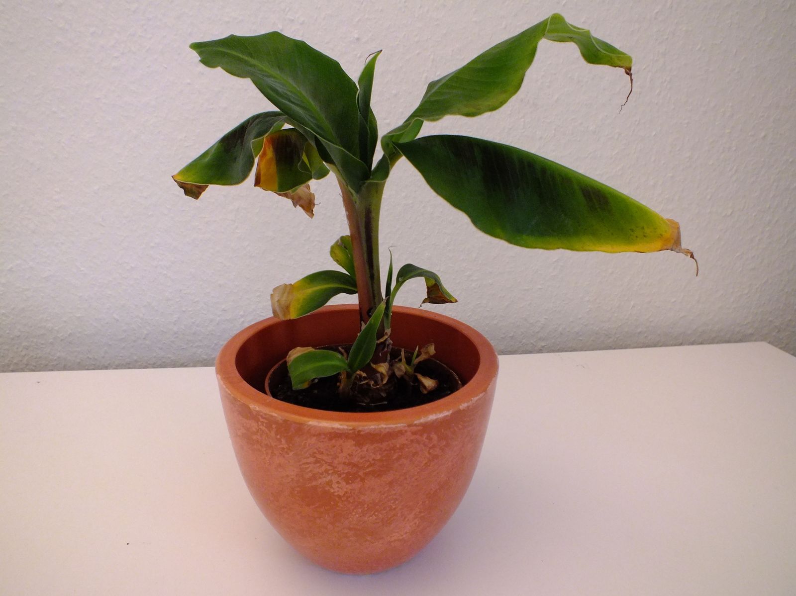 Bananenpflanze im Zimmer ( Garten &amp; Pflanzen BLOG