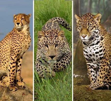 Différence Entre Un Jaguar Et Un Léopard