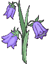 fleur-9