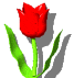 fleur12