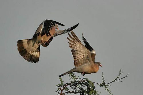 pigeons ramiers vol m