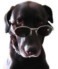 chien-avec-lunettes-soleil.jpg
