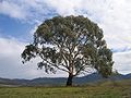 120px-Eucalyptus_rubida.jpg