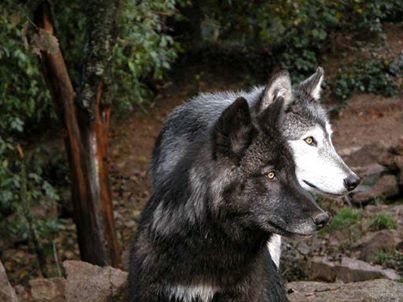 loups