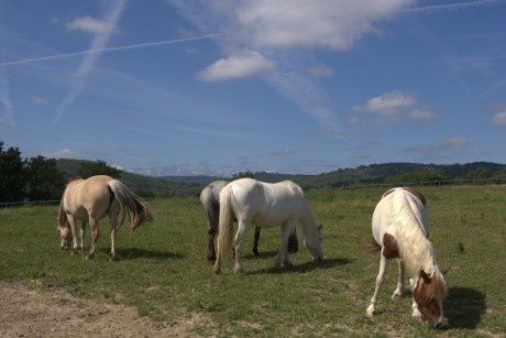 ferme-eqestre.jpg