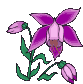 Fleurs-orchidees-2.gif