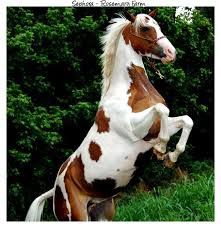 cheval Paint Horse