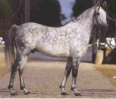 Gris pommelé clearance cheval