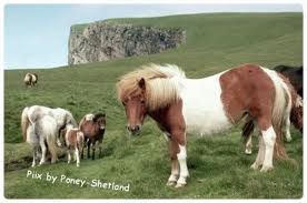 cheval shetland