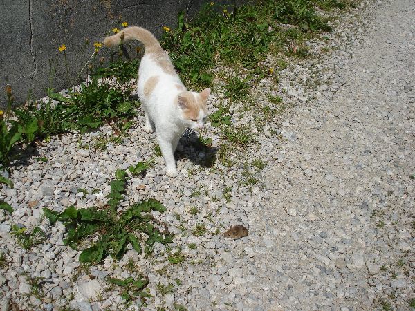 2012-07-19 Katz und Maus
