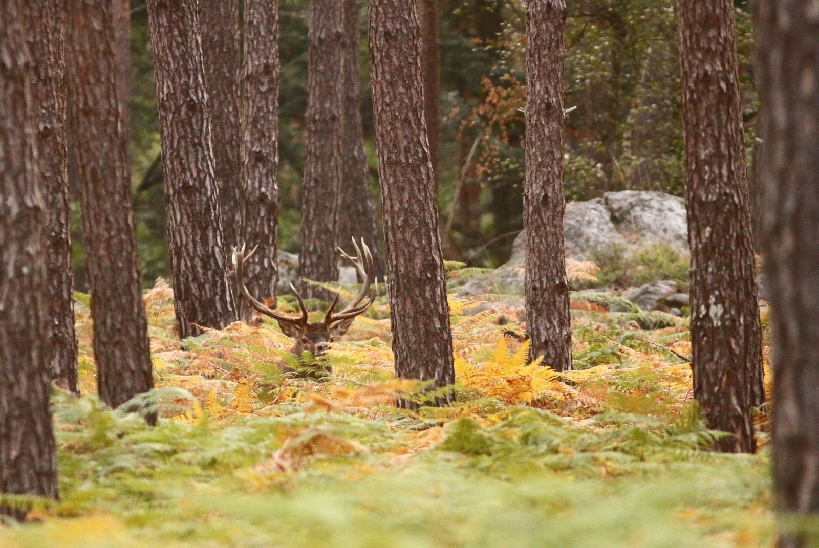Rencontres animalieres en foret de fontainebleau