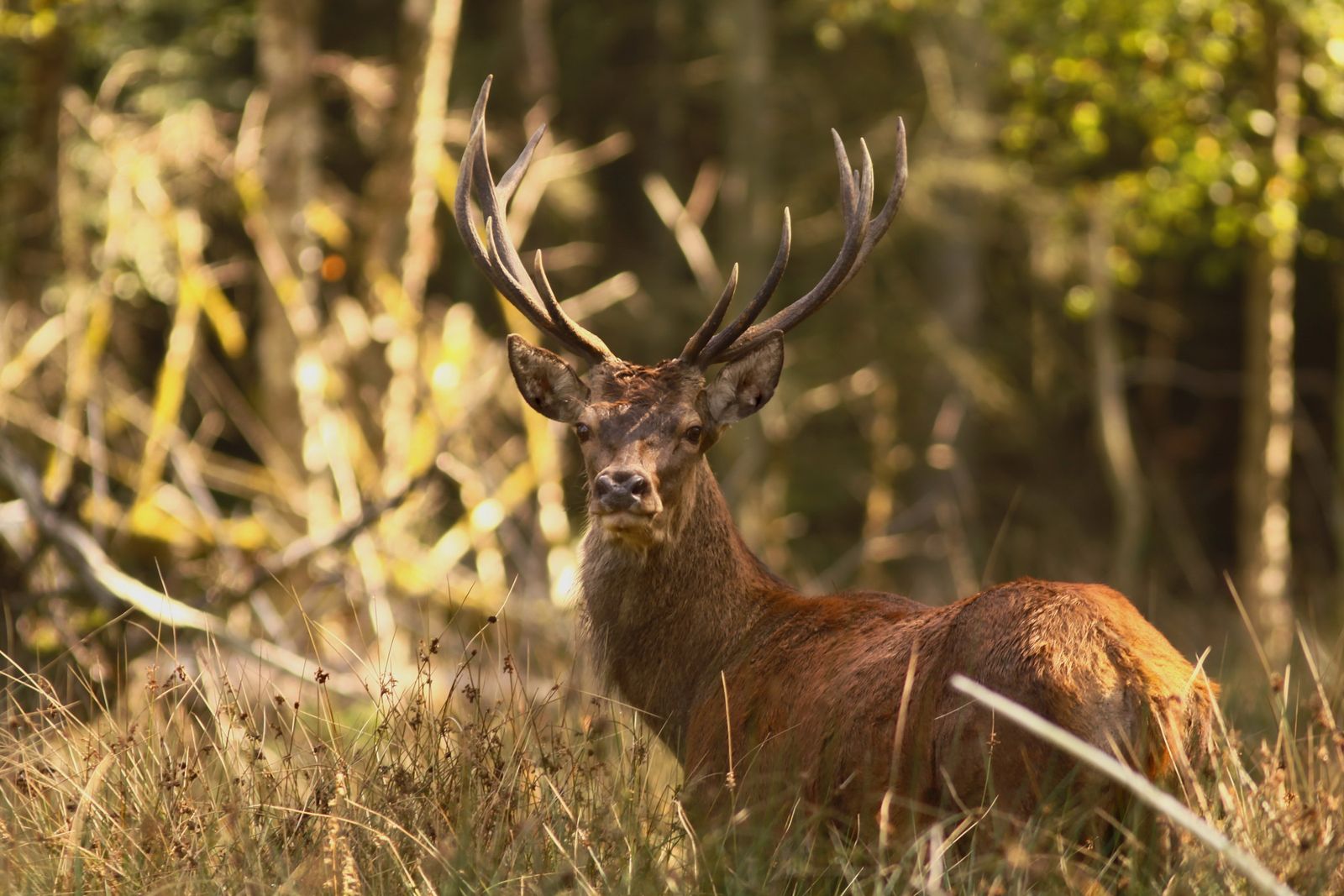 Rencontres animalieres en foret de fontainebleau