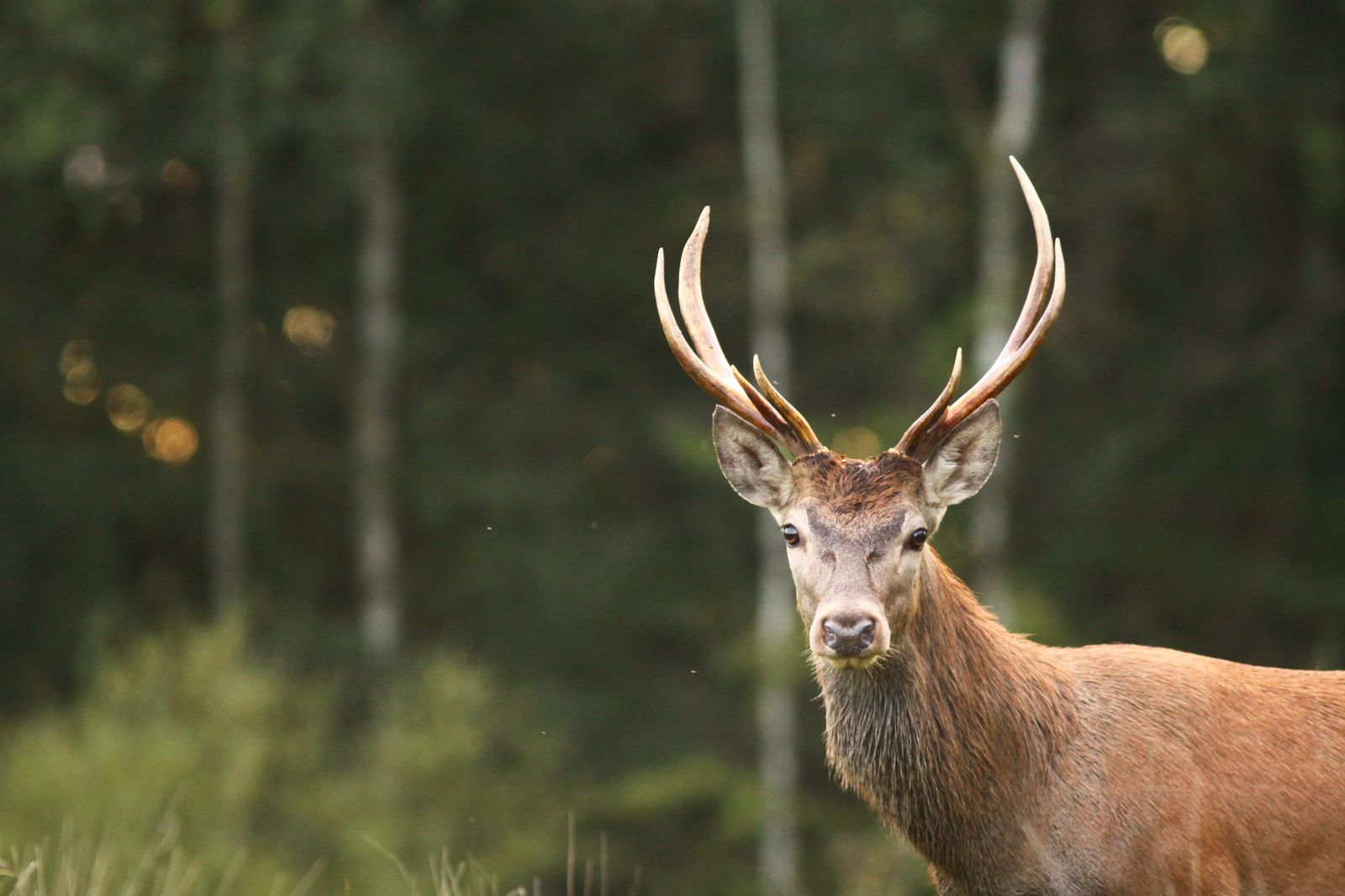 Rencontres animalieres en foret de fontainebleau