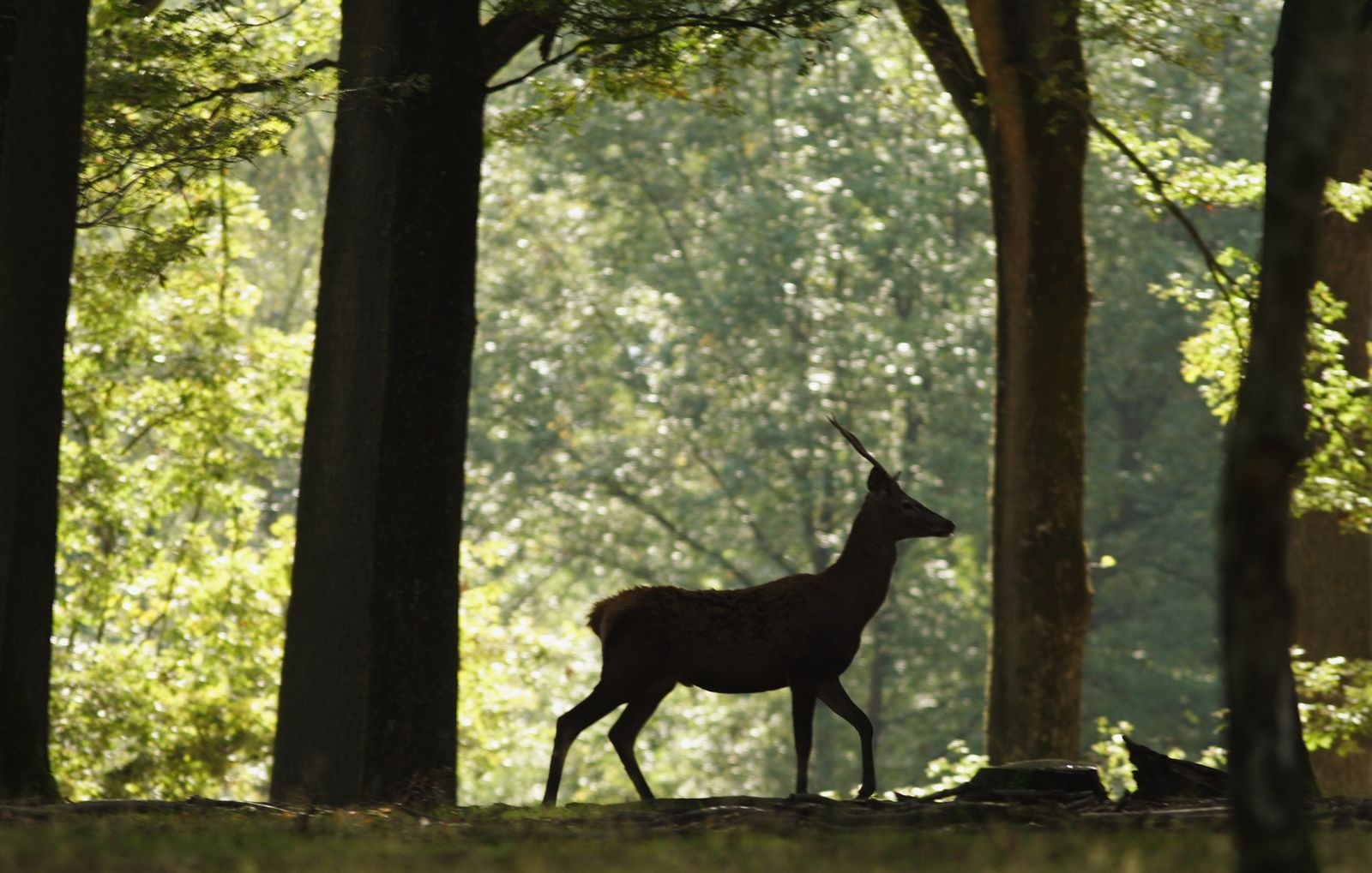 Rencontres animalieres en foret de fontainebleau