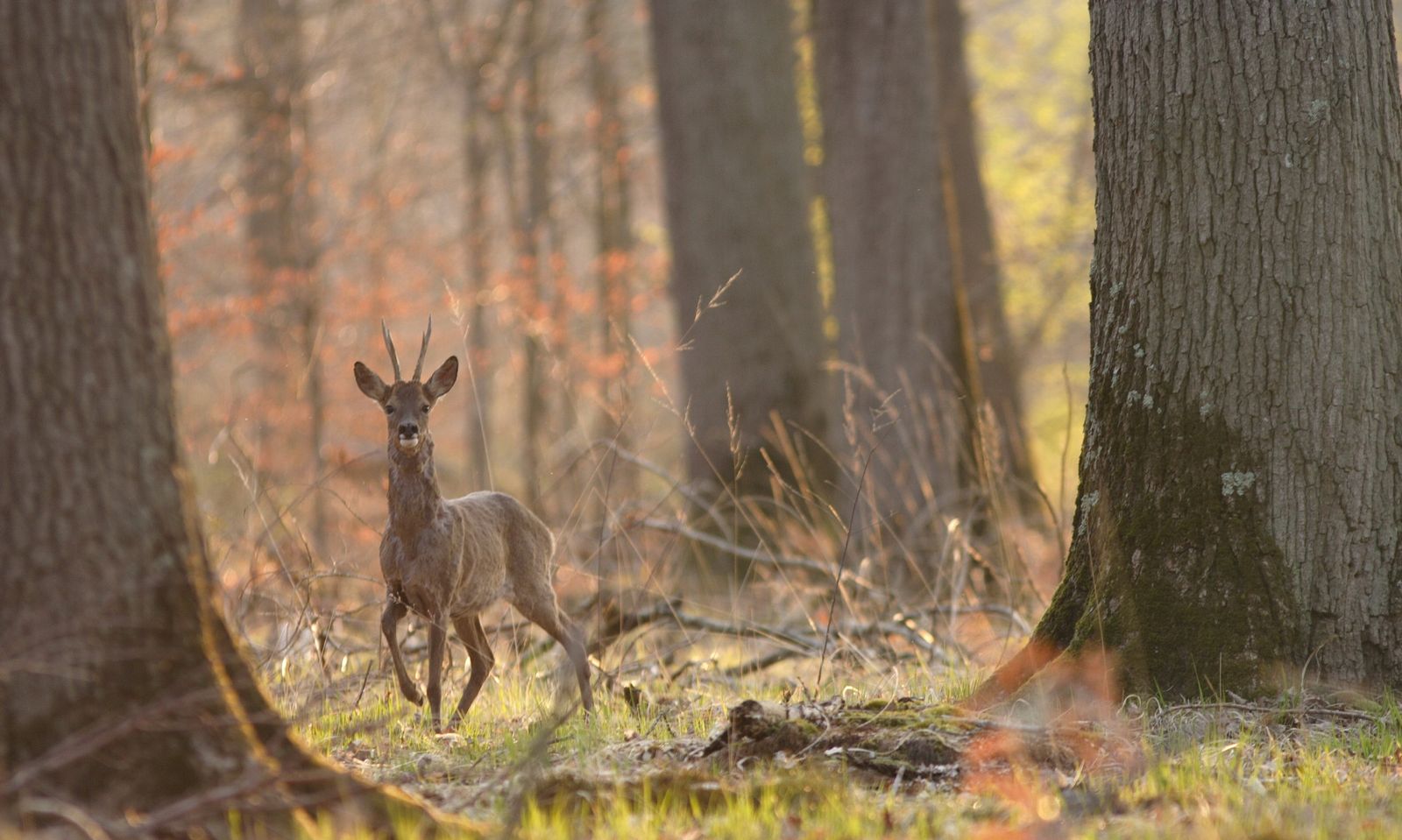 Rencontres animalieres en foret de fontainebleau