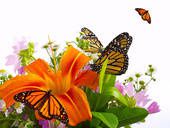 papillons-orange-blog.jpg