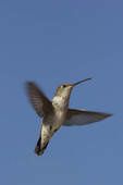 colibri envol blog