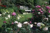 jardin banc fleurs sauvages