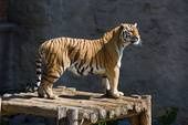 tigre perché