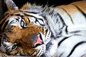 tigre sommeillant