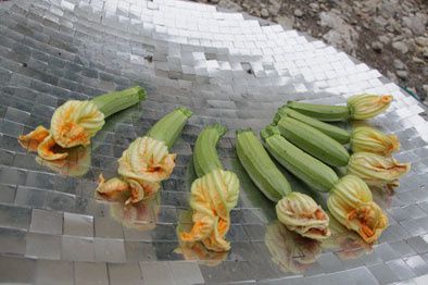 courgettes-002-50.jpg