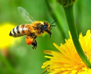 abeille-1.jpg