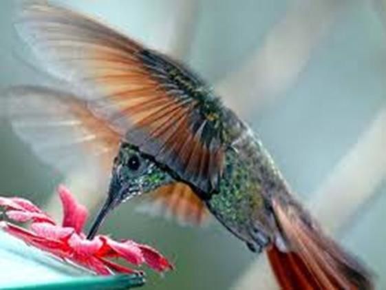 colibri 3