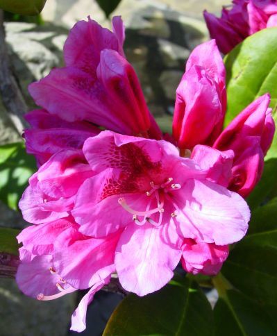 rhododendron-001.jpg