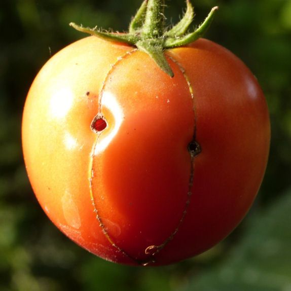bouille-de-tomate.jpg