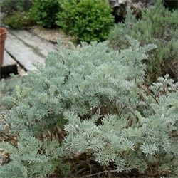 artemisia-little-mice-.jpg