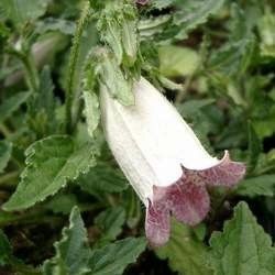 campanula-hot-lip-campanule.jpg