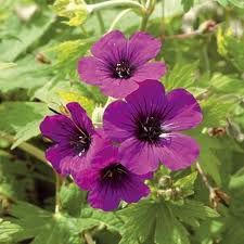 geranium-ann-thomson.jpg