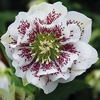 hellebore-White-Spotted-lady.jpg