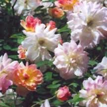 rosier phyllis bide