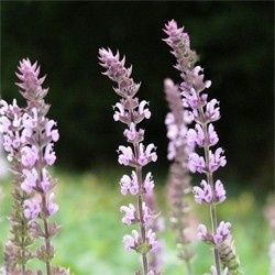 salvia-nemorosa-amethyst-