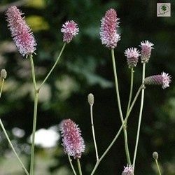 sanguisorba-pink-tanna-.jpg