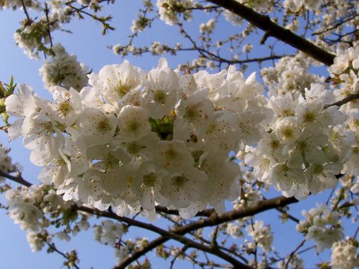 cerisier-fleurs
