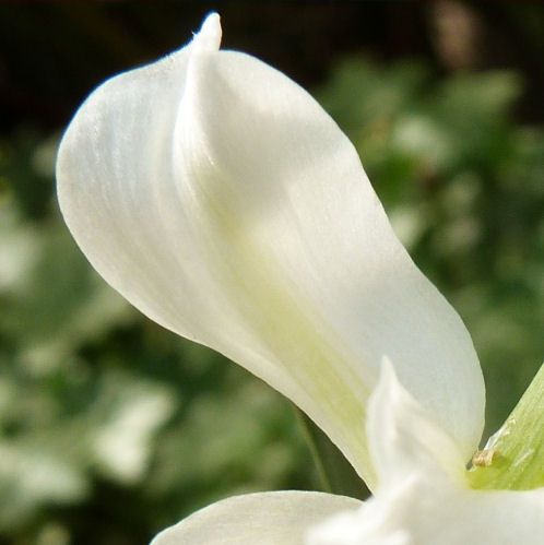 narcisse-thalia---un-petale.jpg