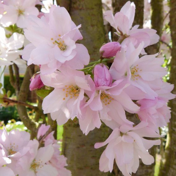 prunus-serrulata---avril-2014---fleurs.jpg