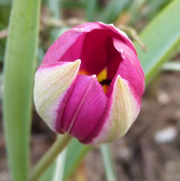 tulipe-botanique-persian-pearl.jpg